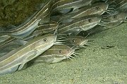 Plotosus lineatus Poisson chat-Mahe Barges jumelles-16m-20190608-Denis-ADER-DSC_7870_tn
